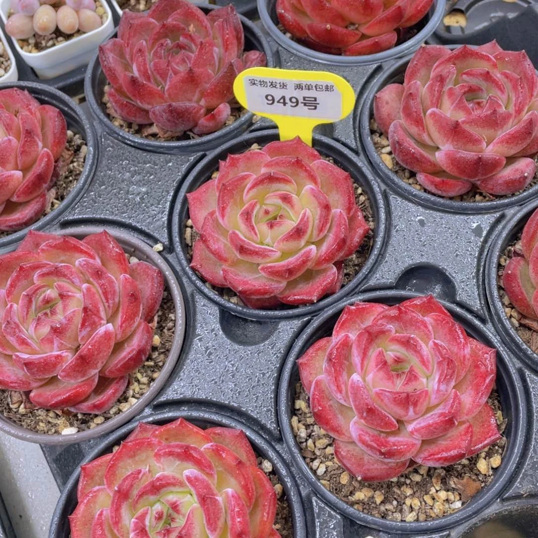 949号 丸叶大胖子母本夜魔侠精品一个