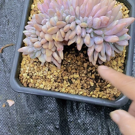 无花朵寶*爺粉免涰化多肉植物