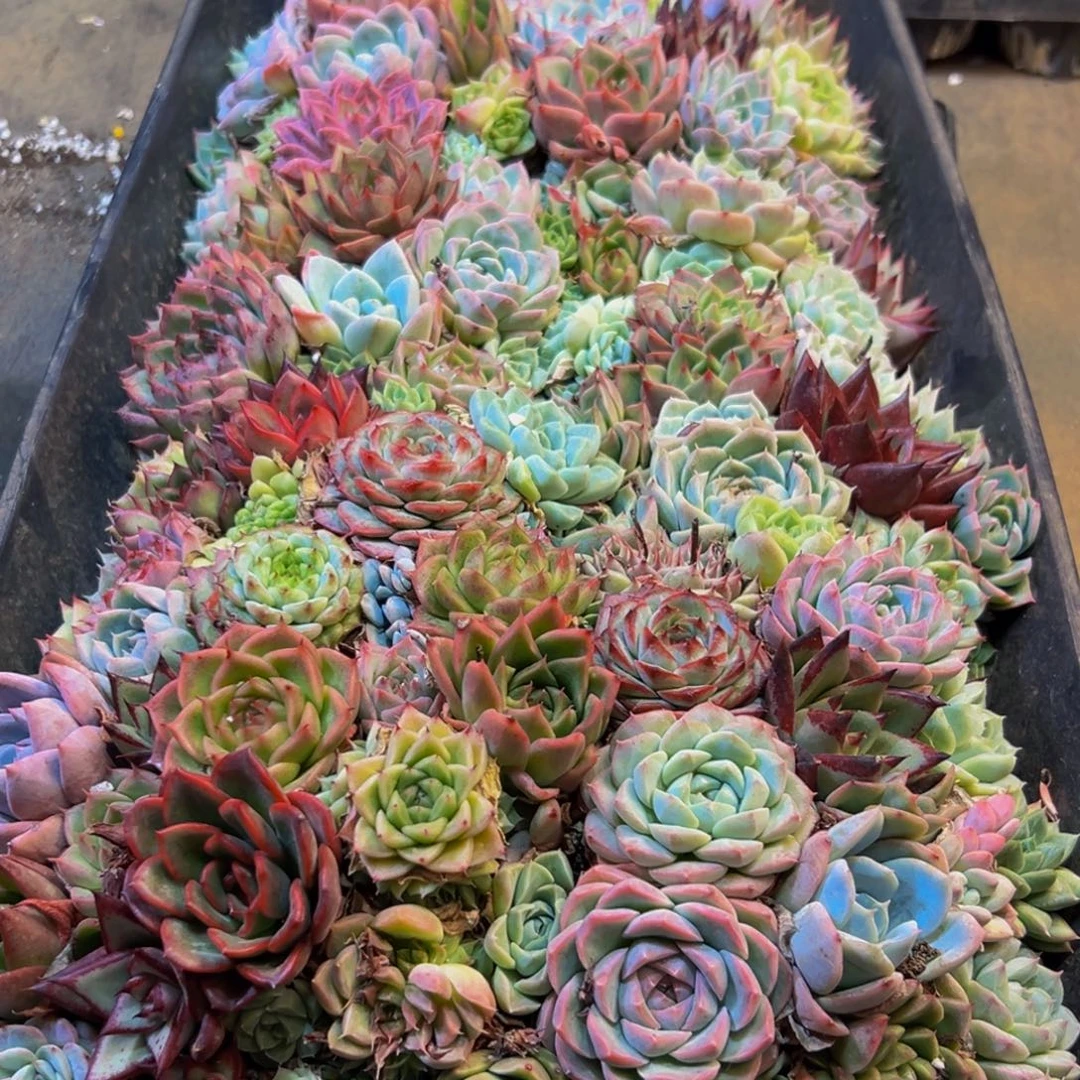 670多肉植物的生长发育