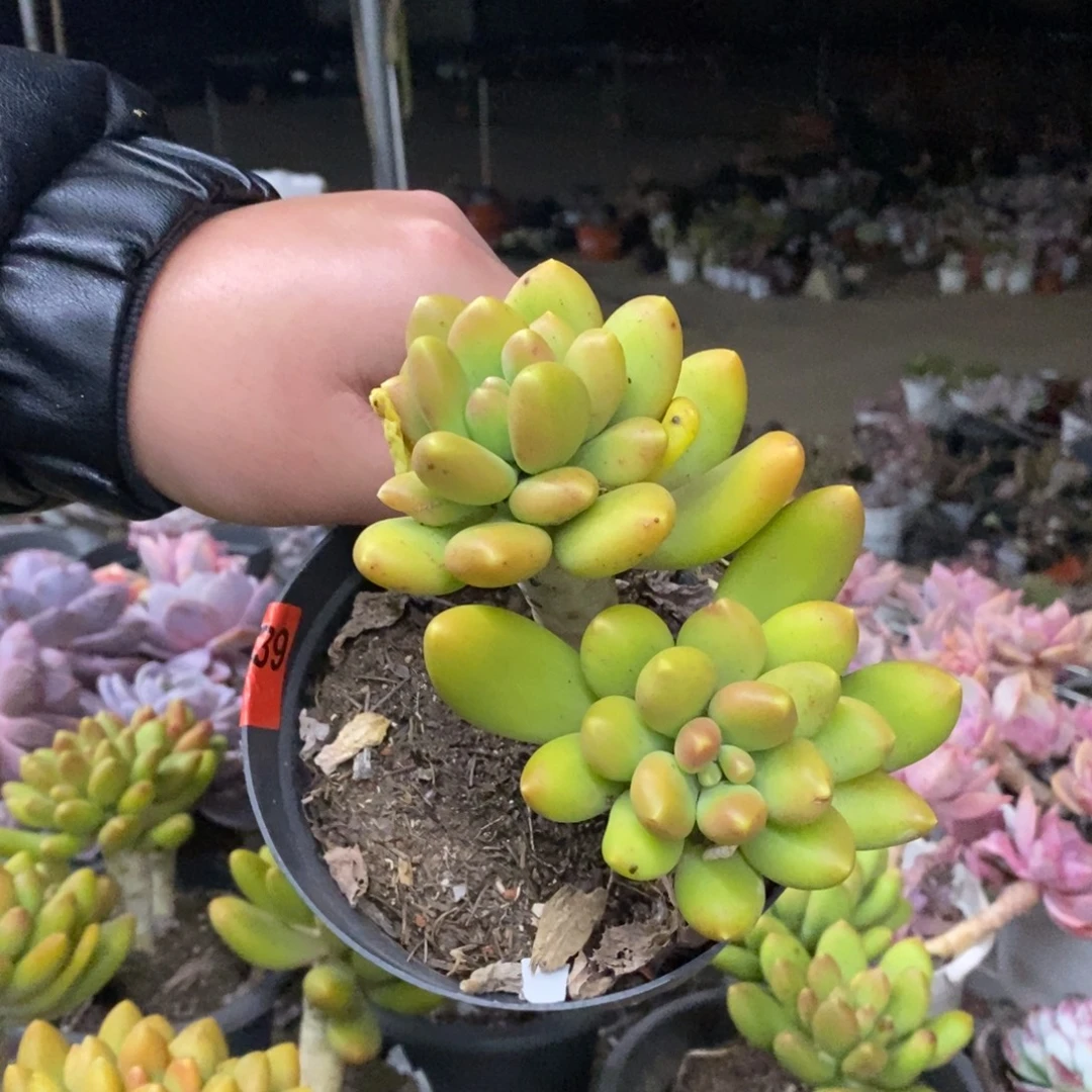 金蝉双头起发老桩