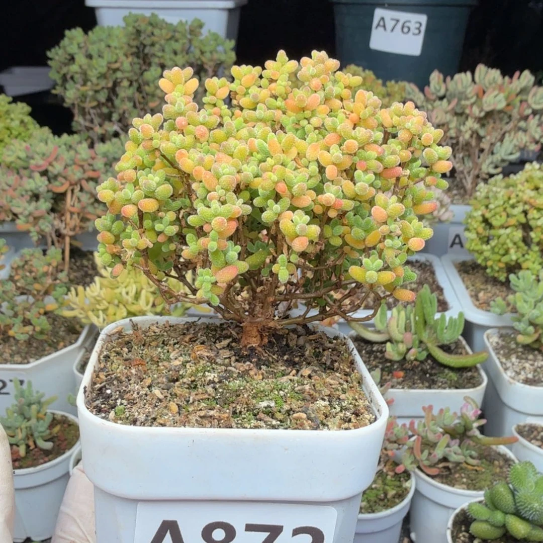 A872蜜橘小树枝干
