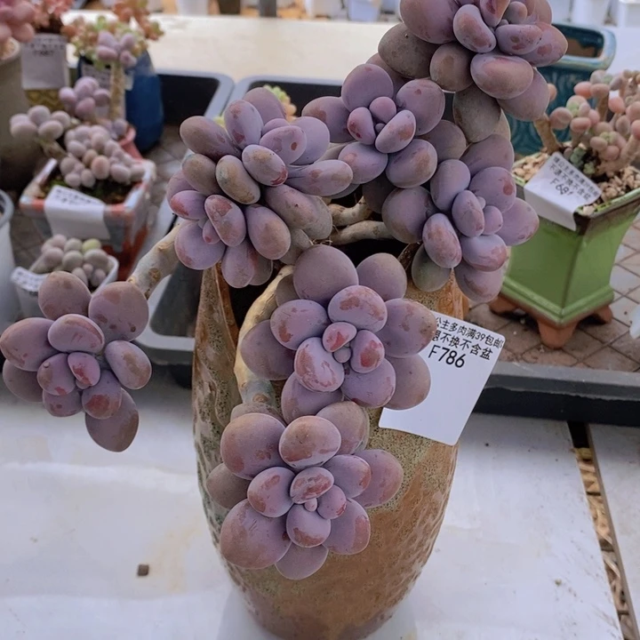 大花球腰子桃蛋14cm786会黄叶