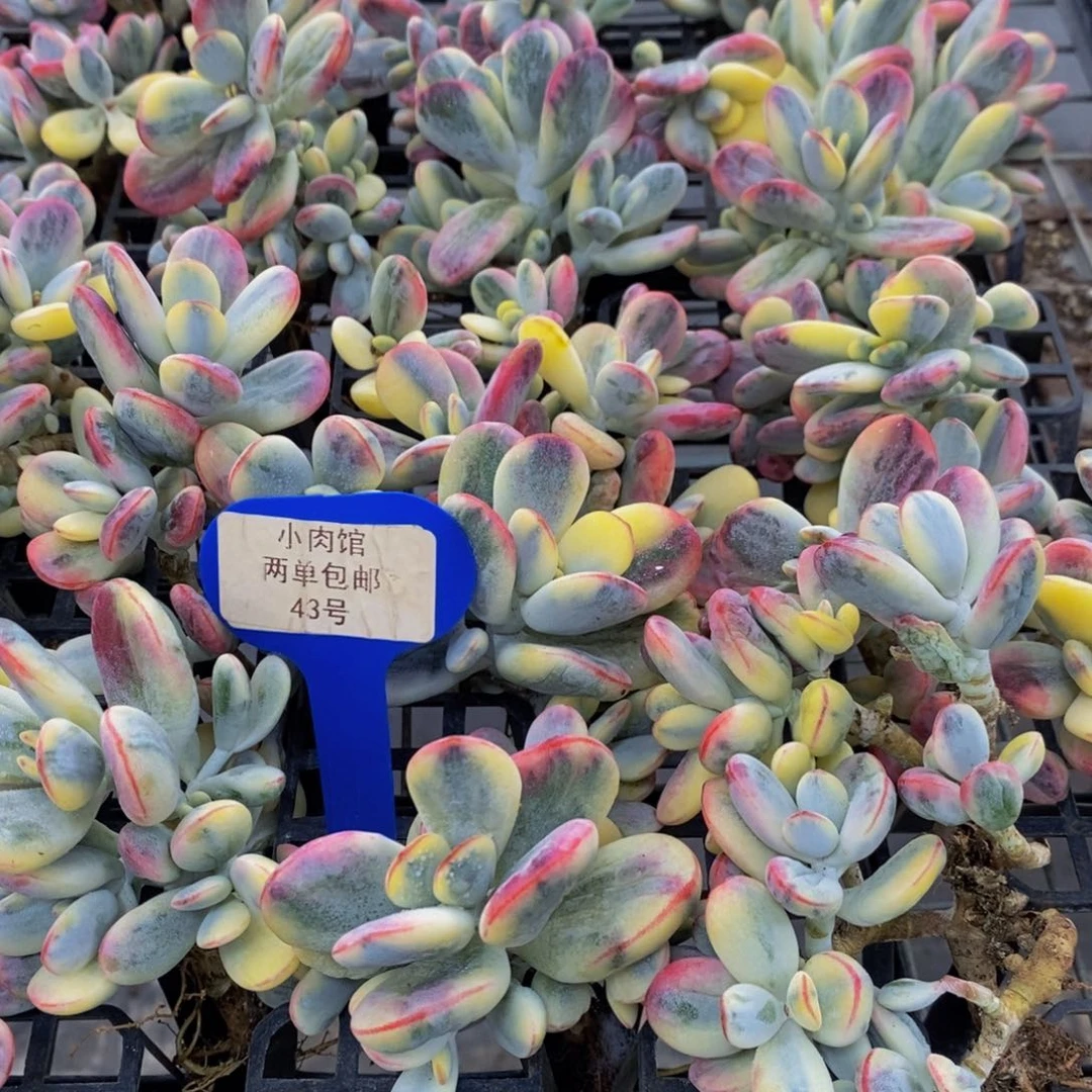 43-开播福利精品乒乓福娘锦群一个