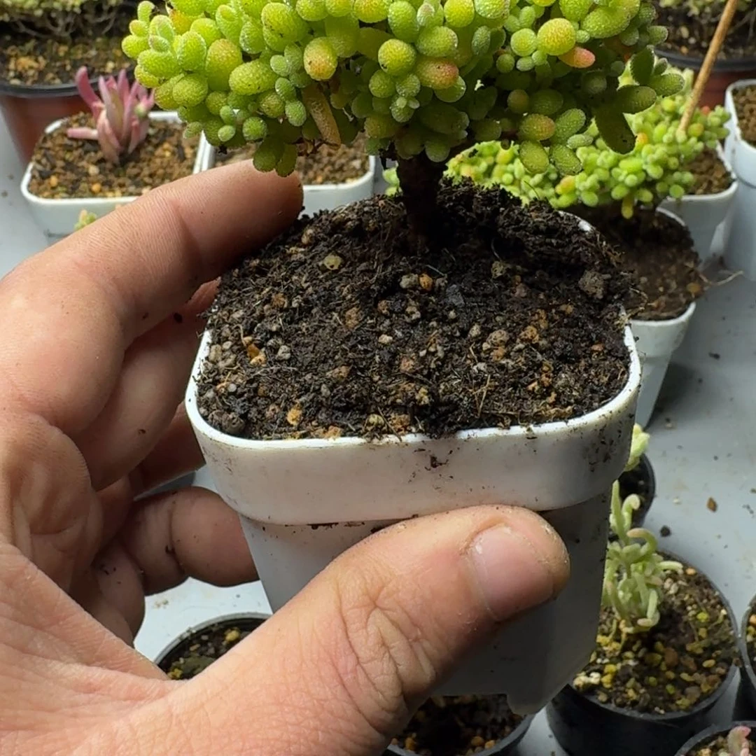 ༀ****多肉植物枝干番杏