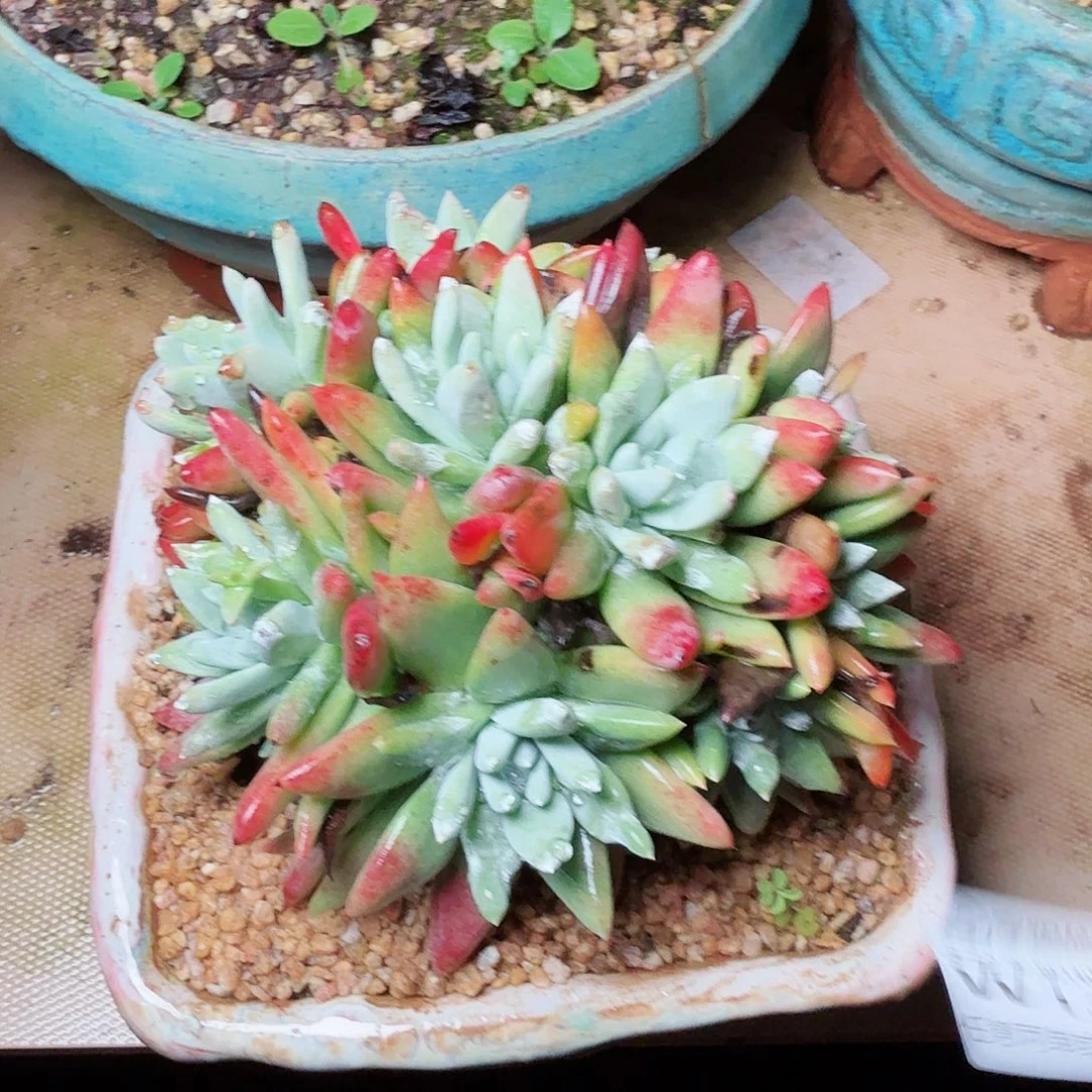 1344刘丹杂交多肉