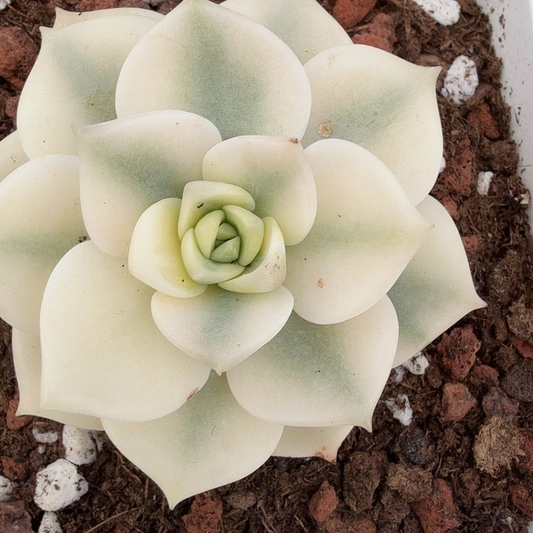 白牡丹锦，多肉植物