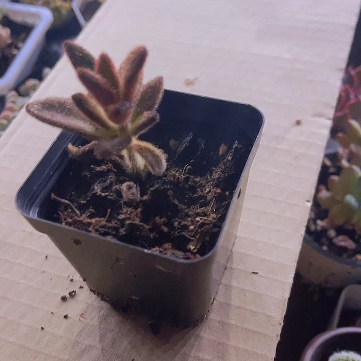 精品兔耳朵带盆土发