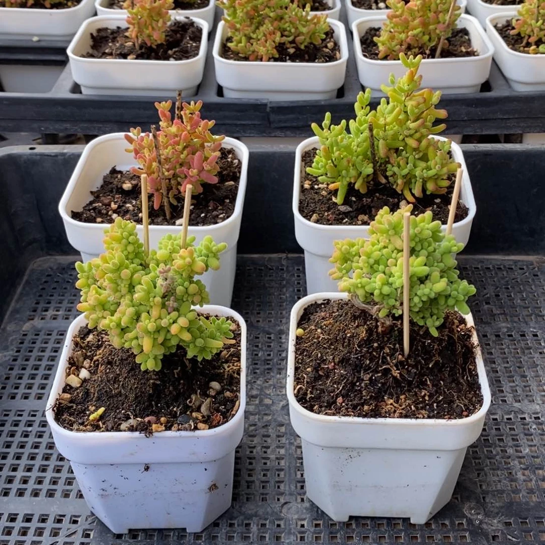 枝干番杏多肉植物585