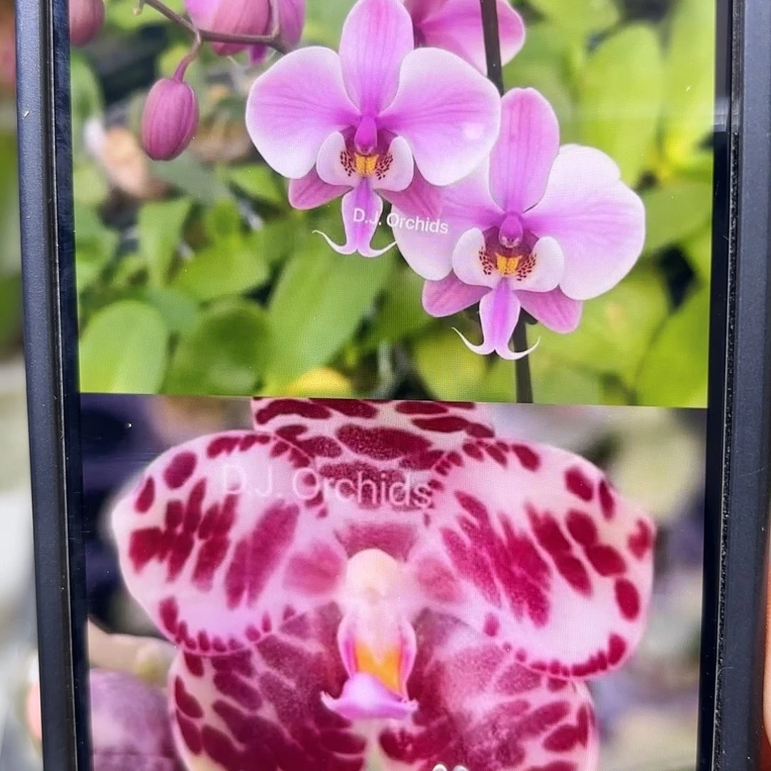 当前无花栽培后可以开花西交象