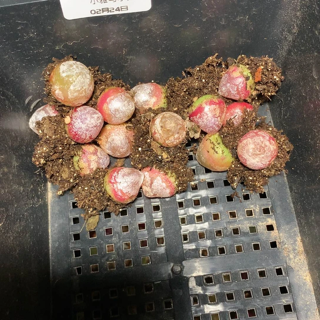 子*A39多肉植物保护