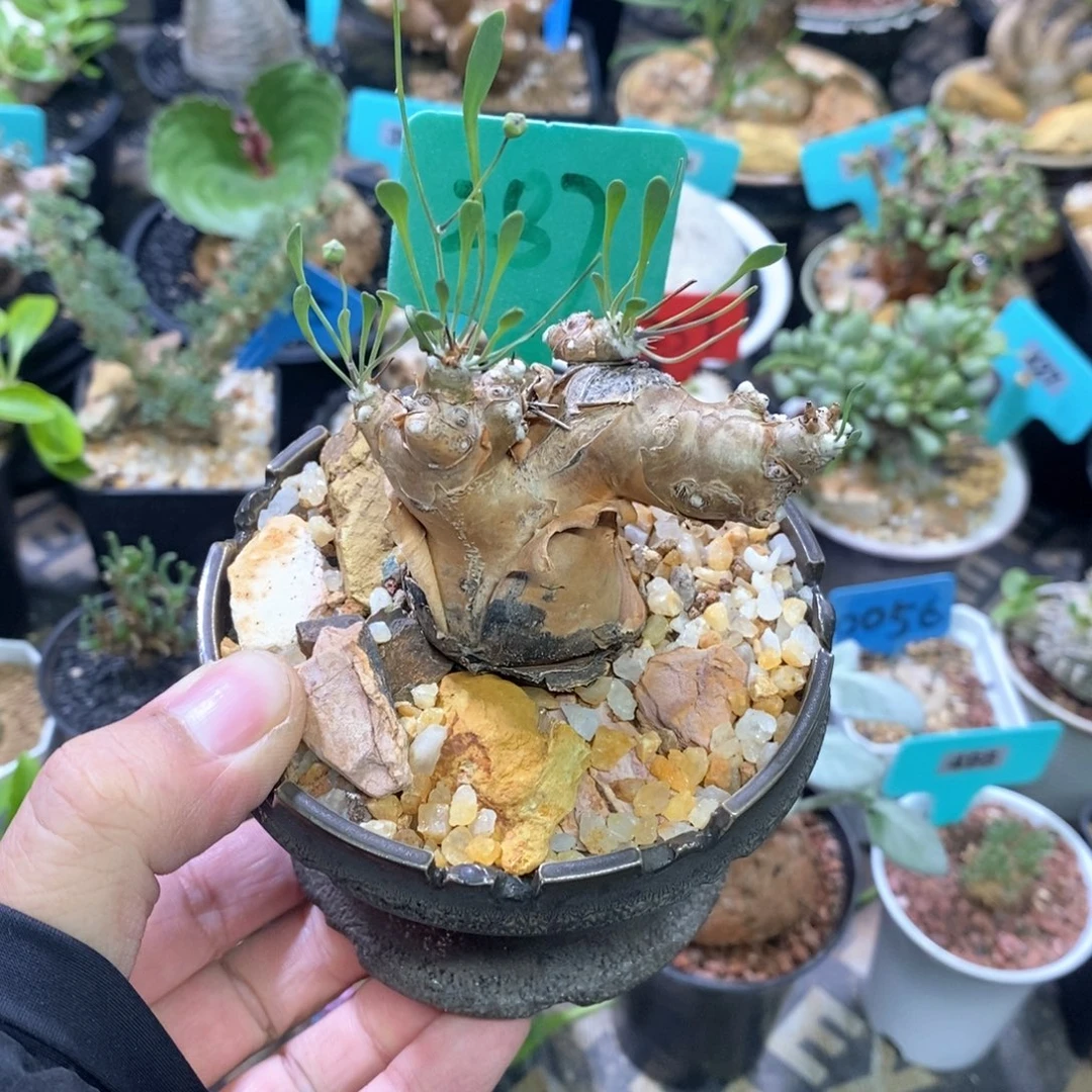 产地开普敦厚炖菊多肉植物