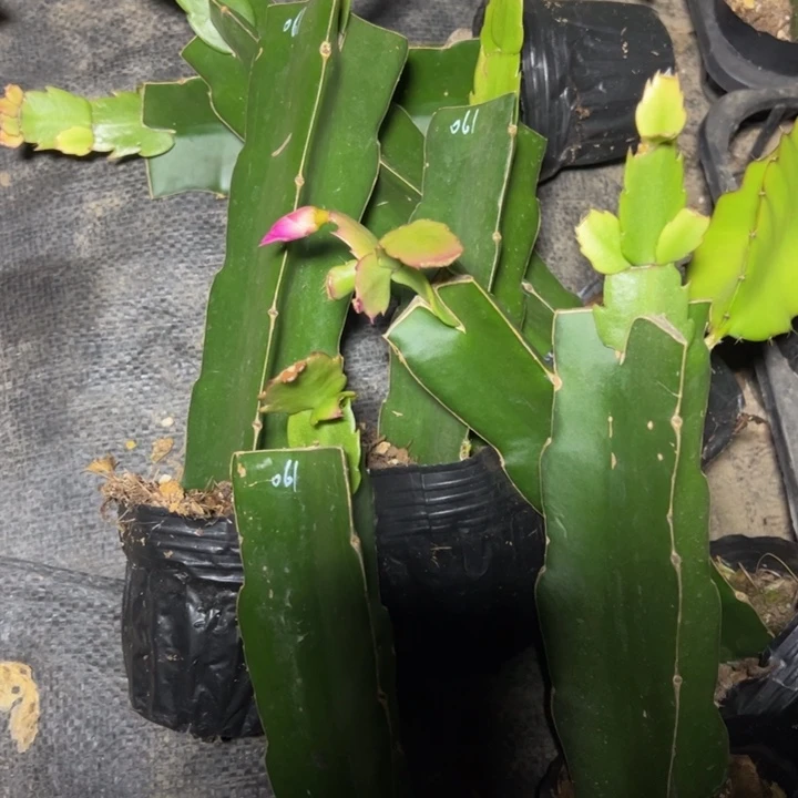 061嫁接小破苗瑕疵一颗18.8