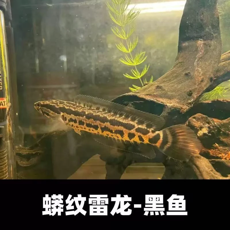 国产蟒纹雷龙黑鱼财鱼生鱼淡水观赏冷水鱼鱼苗鱼观赏鱼