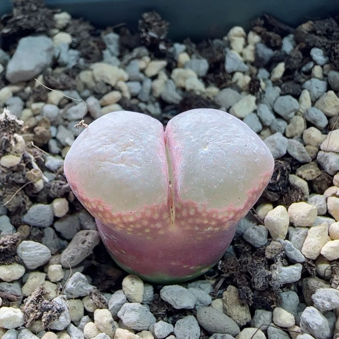 小****员2-2-全场8.8折58包邮脱土