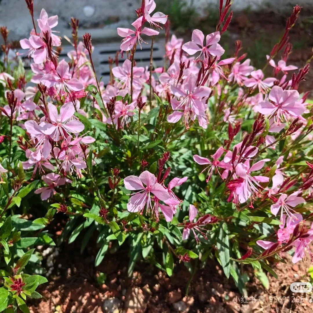 千鸟花盆栽山桃草宿根多年生花卉耐热耐寒阳台庭院花期长