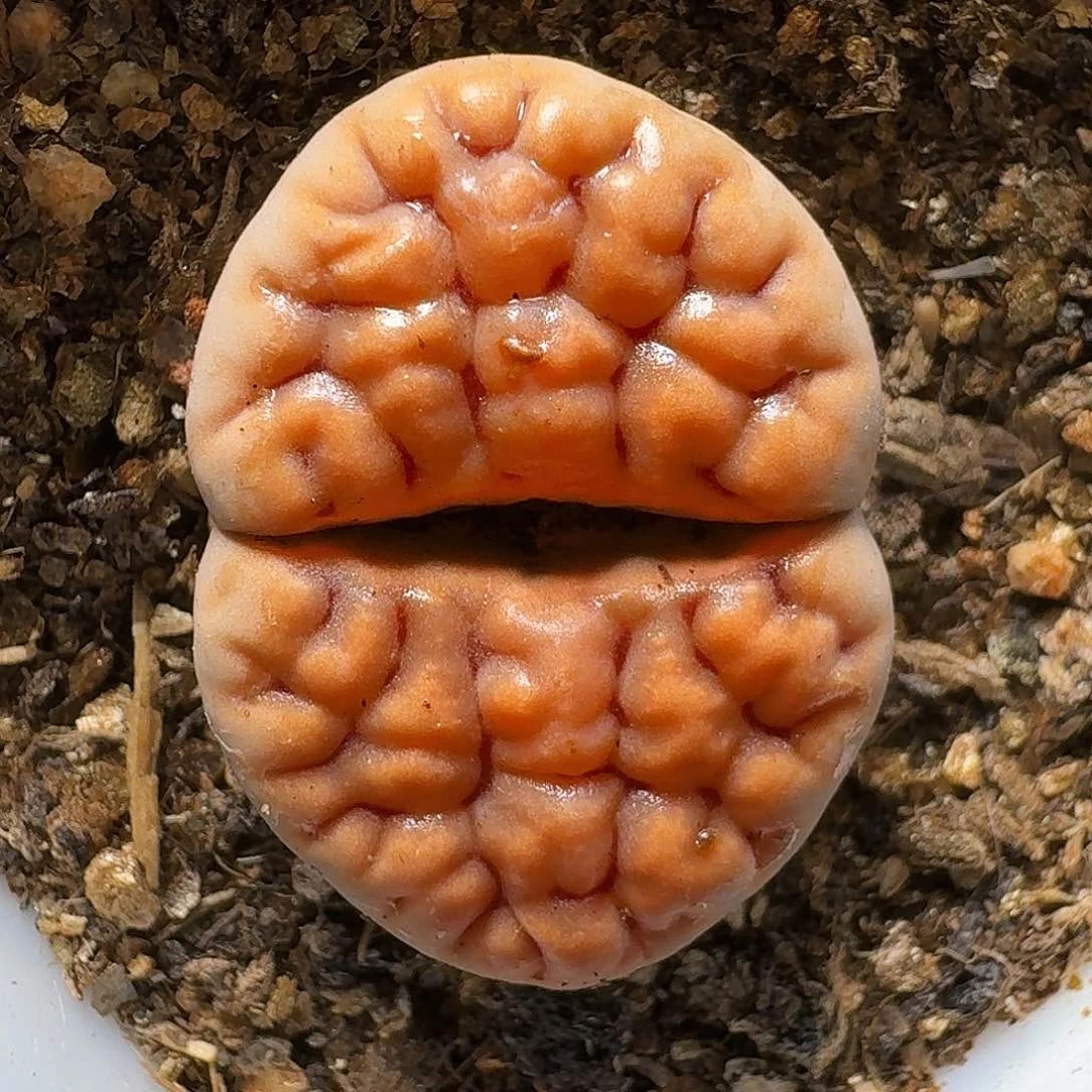生石花的季节1111111。  162