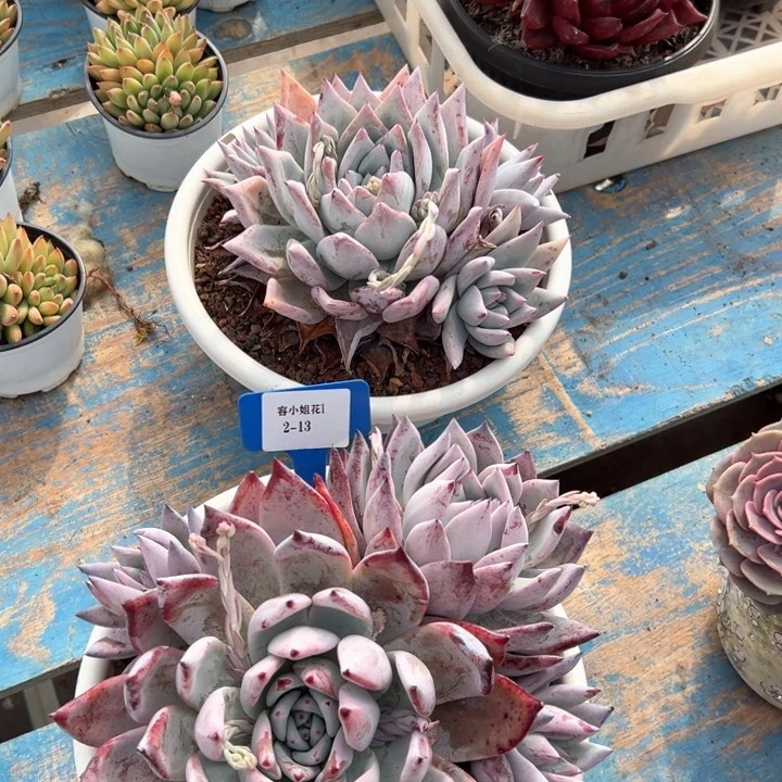 2.13祖母绿一个脱土