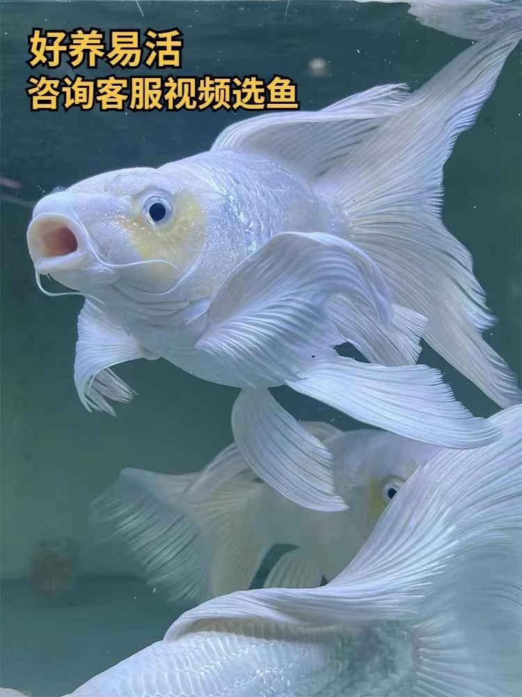 【宏泰渔场】精品蝴蝶鲤球体短身30厘米左右 顺丰包邮