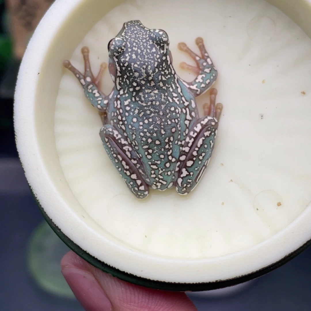 老爷树蛙8号顶级暴雪蓝