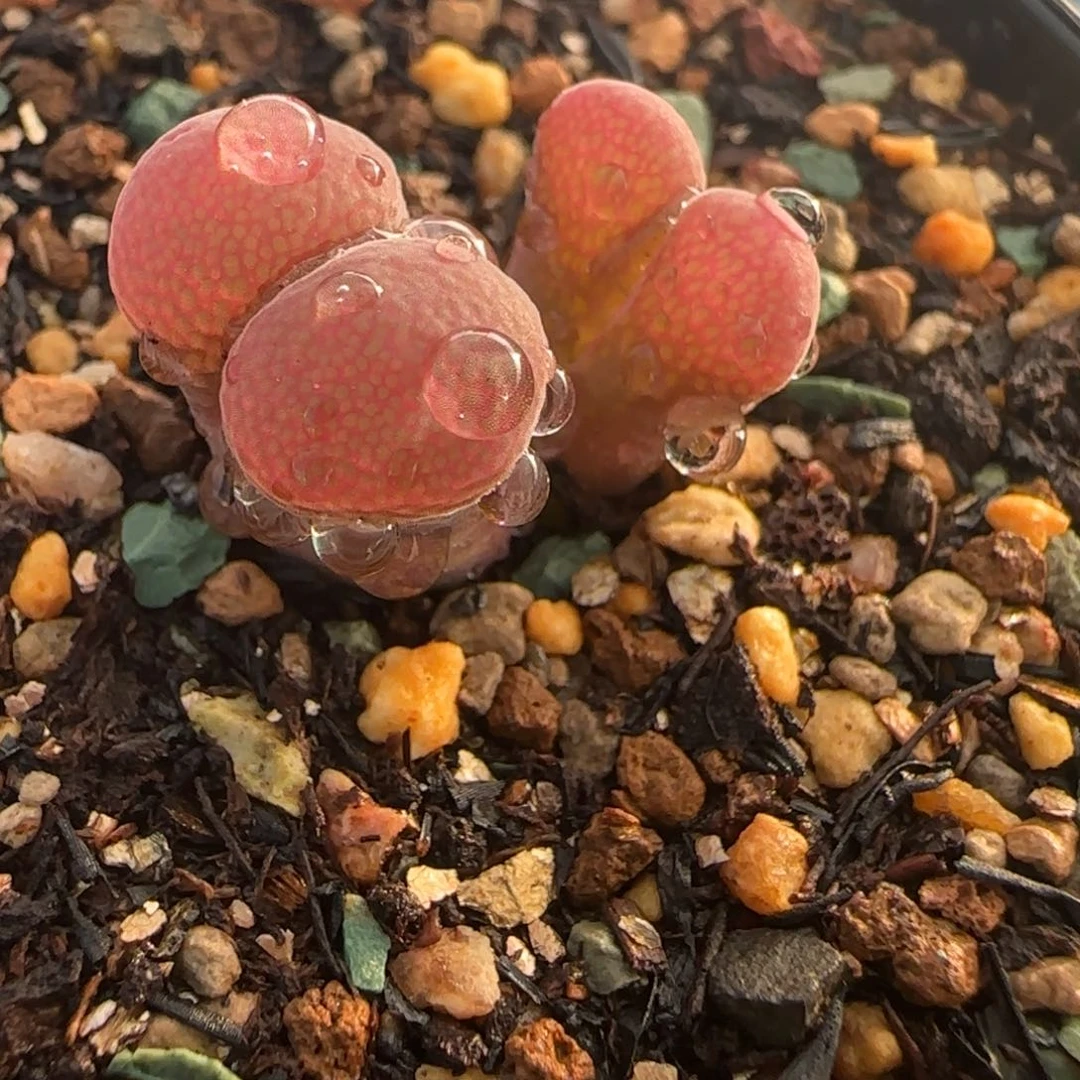 多肉植物7.1号特一颗11号