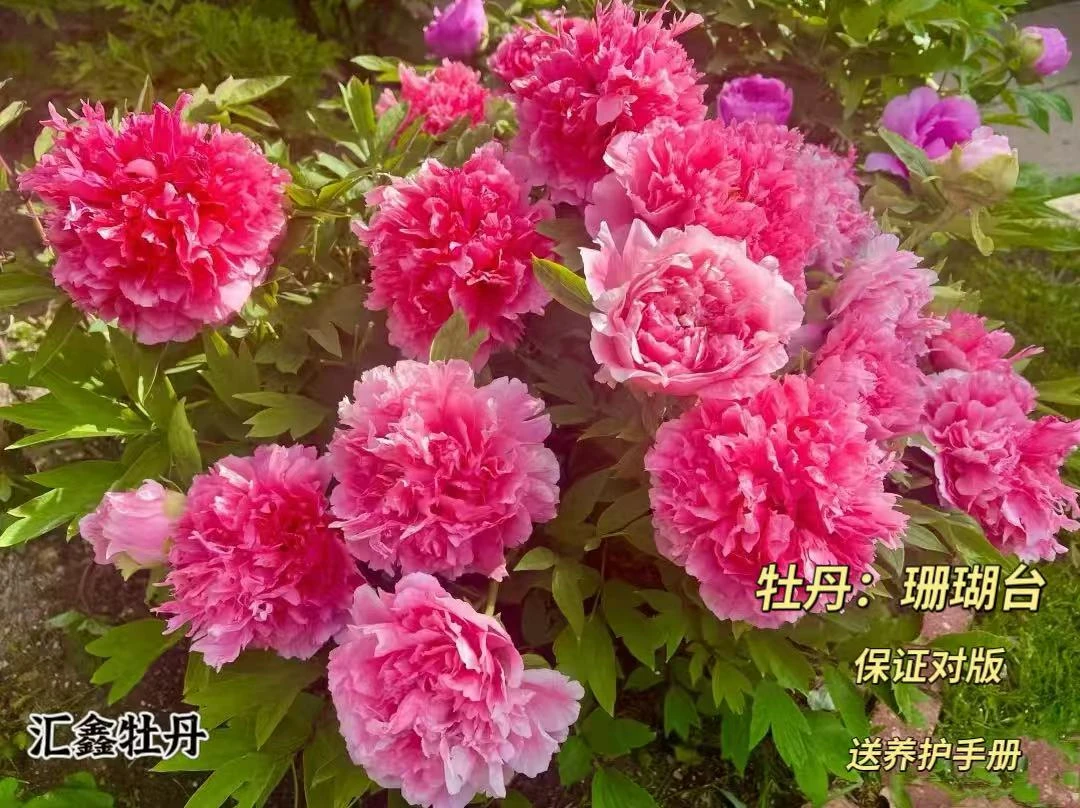 【珊瑚台】红色山东菏泽基地直发适宜地栽盆栽庭院种植观赏植物