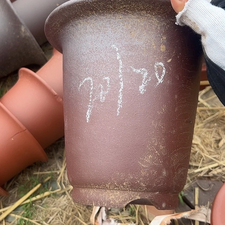 紫砂兰花现场瑕疵瑕疵瑕疵