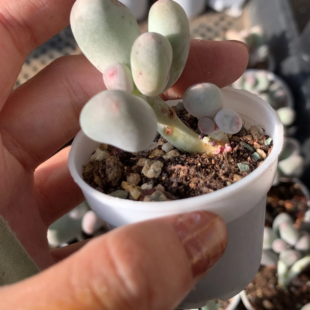 米可奶黄米可奶哈