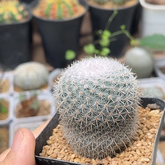 无花朵敷岛丸实生球一颗