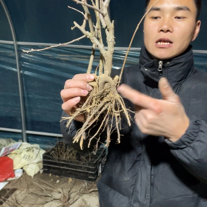 沂州红海棠花一颗