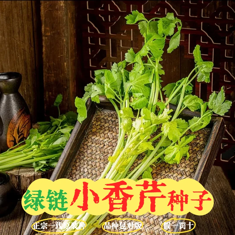 【‌小香芹种子】易种速生四季浓香芹菜种子家庭阳台庭院室内盆栽