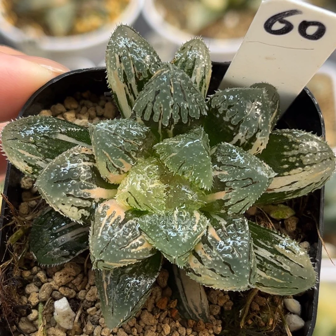 60魔刺锦福利专场