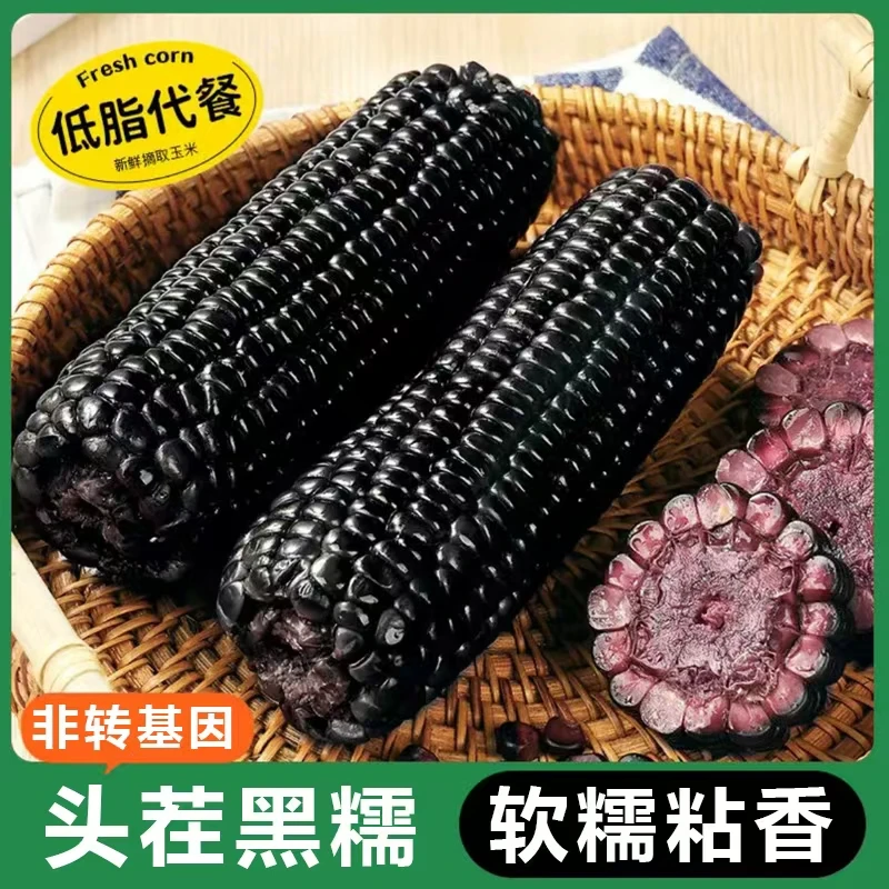 黑糯玉米10支中棒软糯黏香【可试吃2根】粗粮低脂240-270克/根