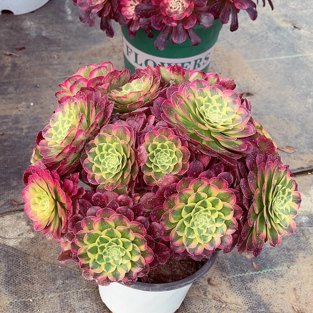 法师多肉漂亮漂亮