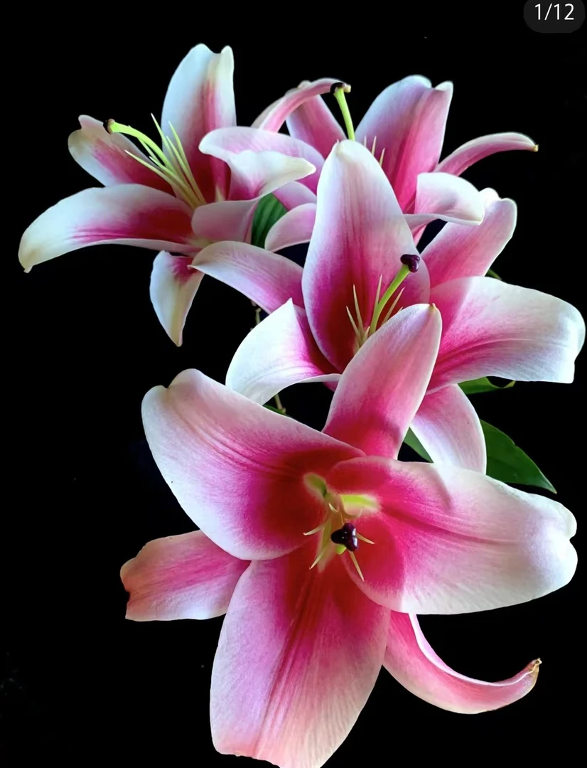 大莲香水百合浓香扑鼻长花期