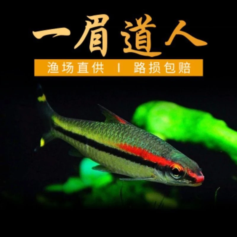 一眉道人 草缸 热带鱼