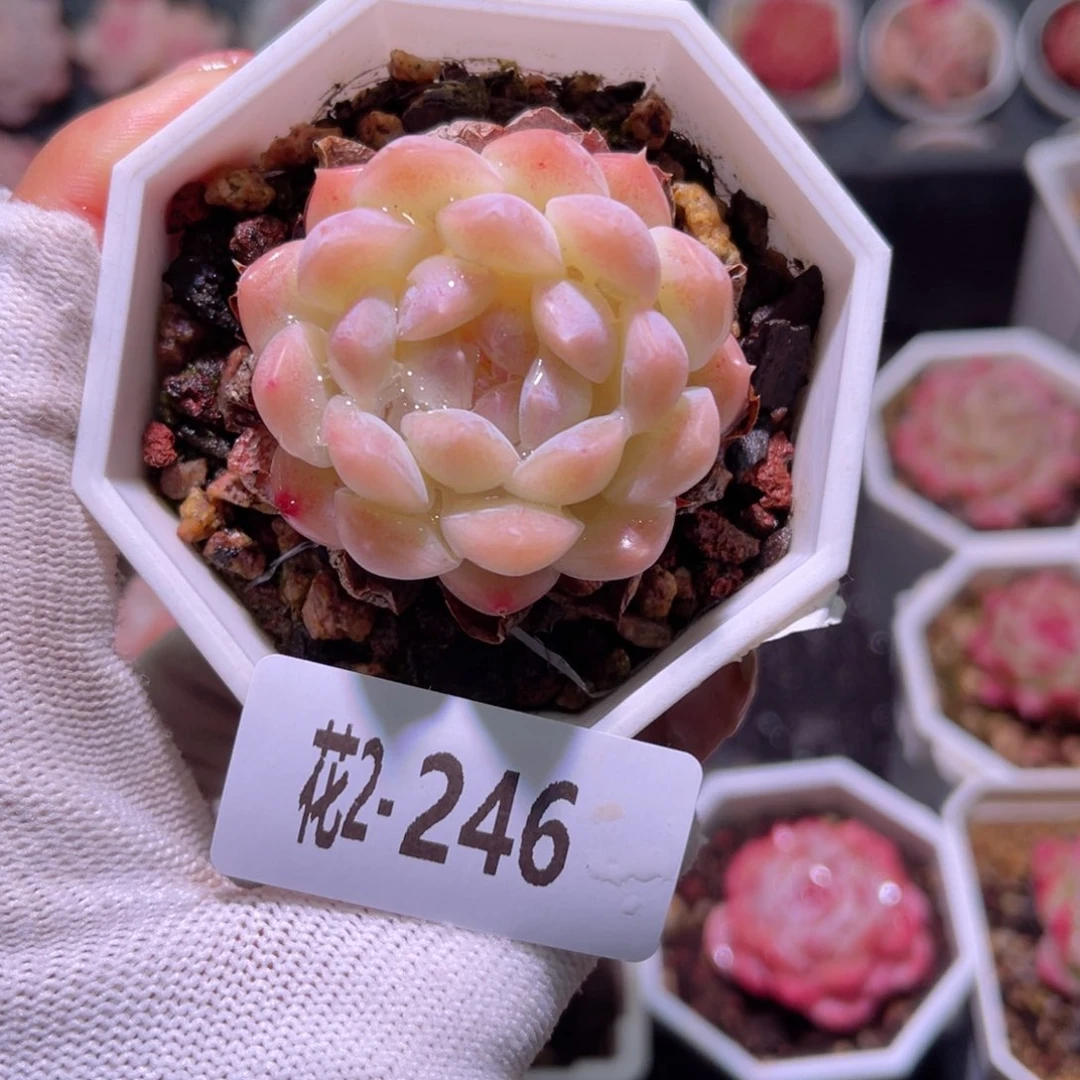 花02-246明月心单头