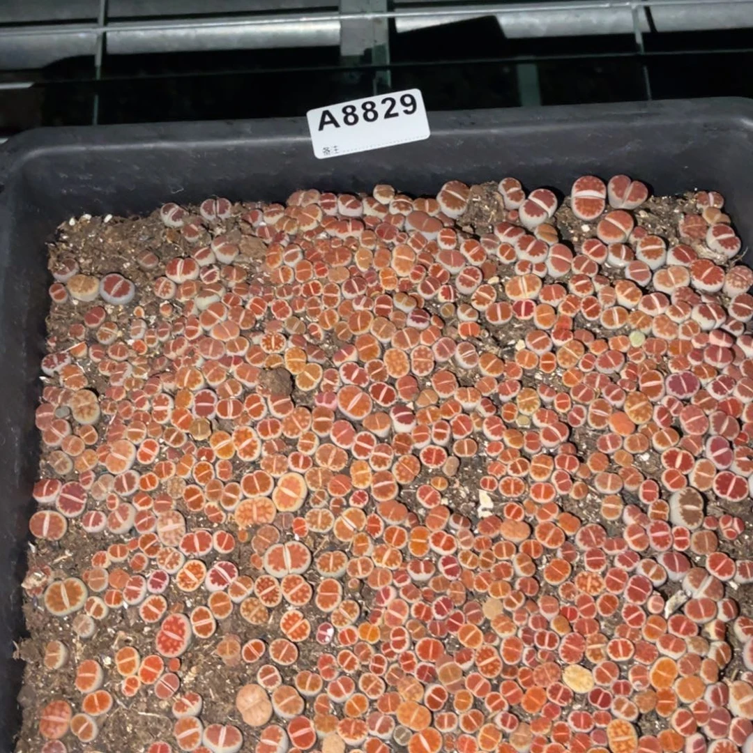 糖***醋8829福利筐1不售后
