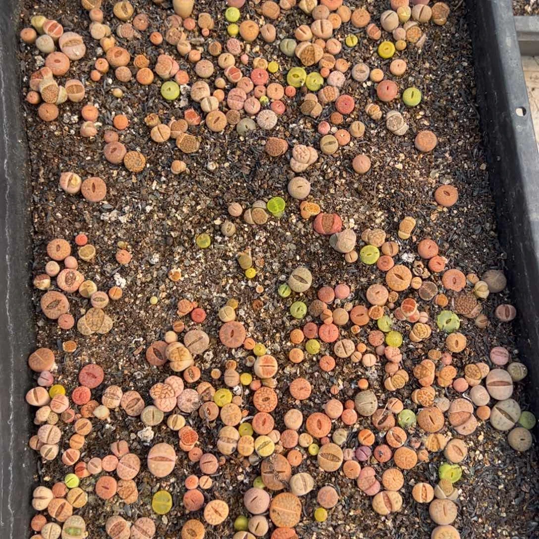 l****a452多肉植物百科