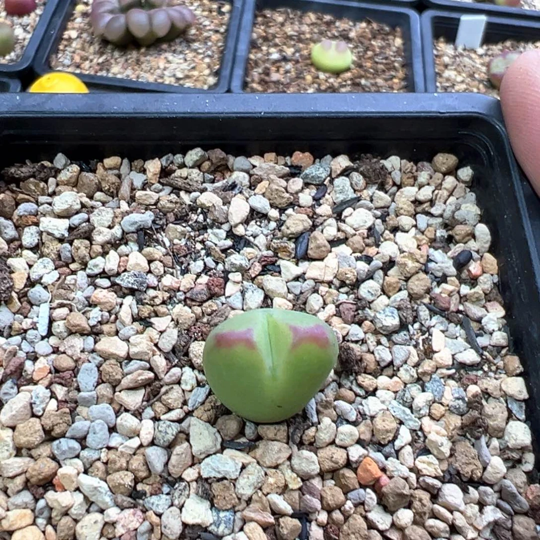 将杂一棵特   特特特
