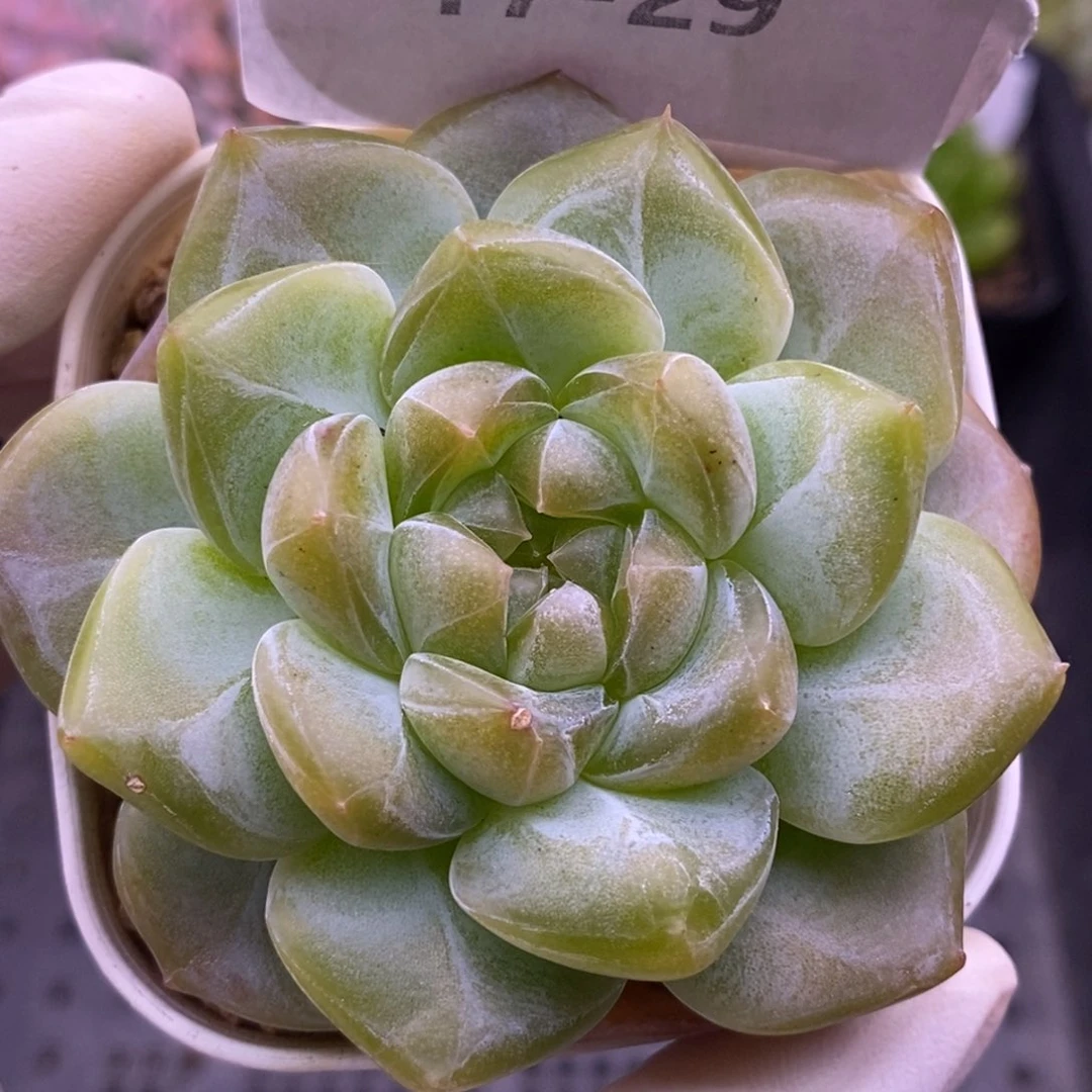 【闪购商品】17-29