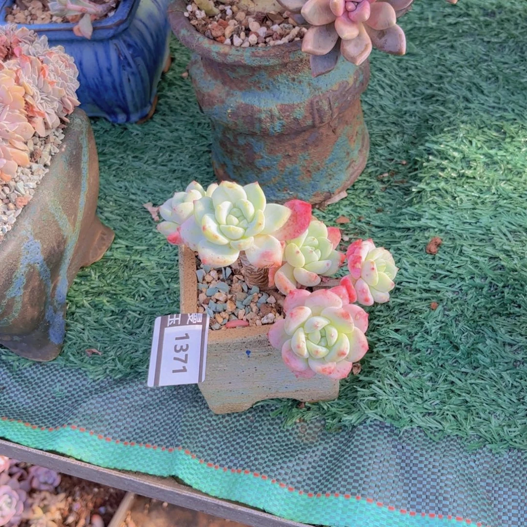 望舒多肉植物1371