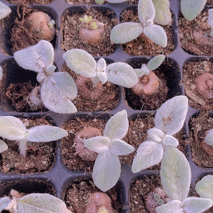 精品断崖女王多肉植物