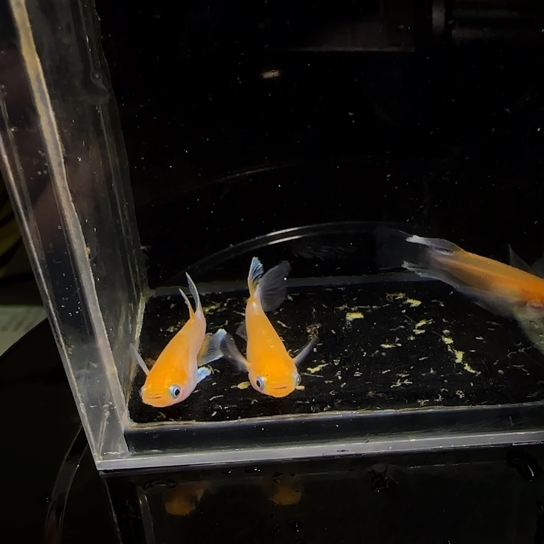 青鳉鱼一物一拍642