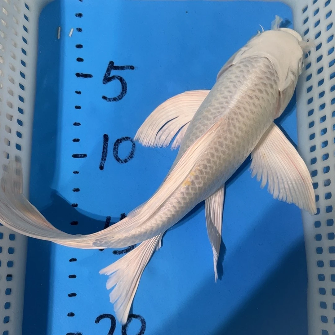 锦鲤锦鲤包邮包售后