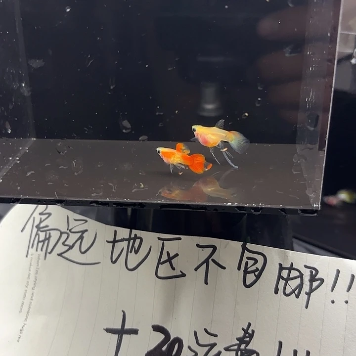 孔雀鱼银河琉璃球C一对