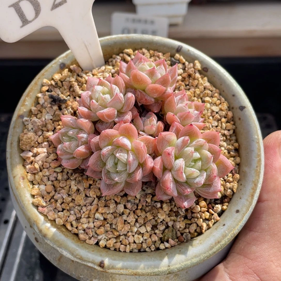 281爱莎不带盆7厘米