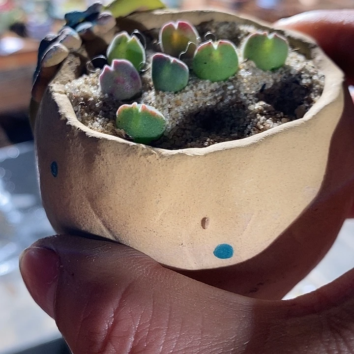 30328。  一颗空蝉。