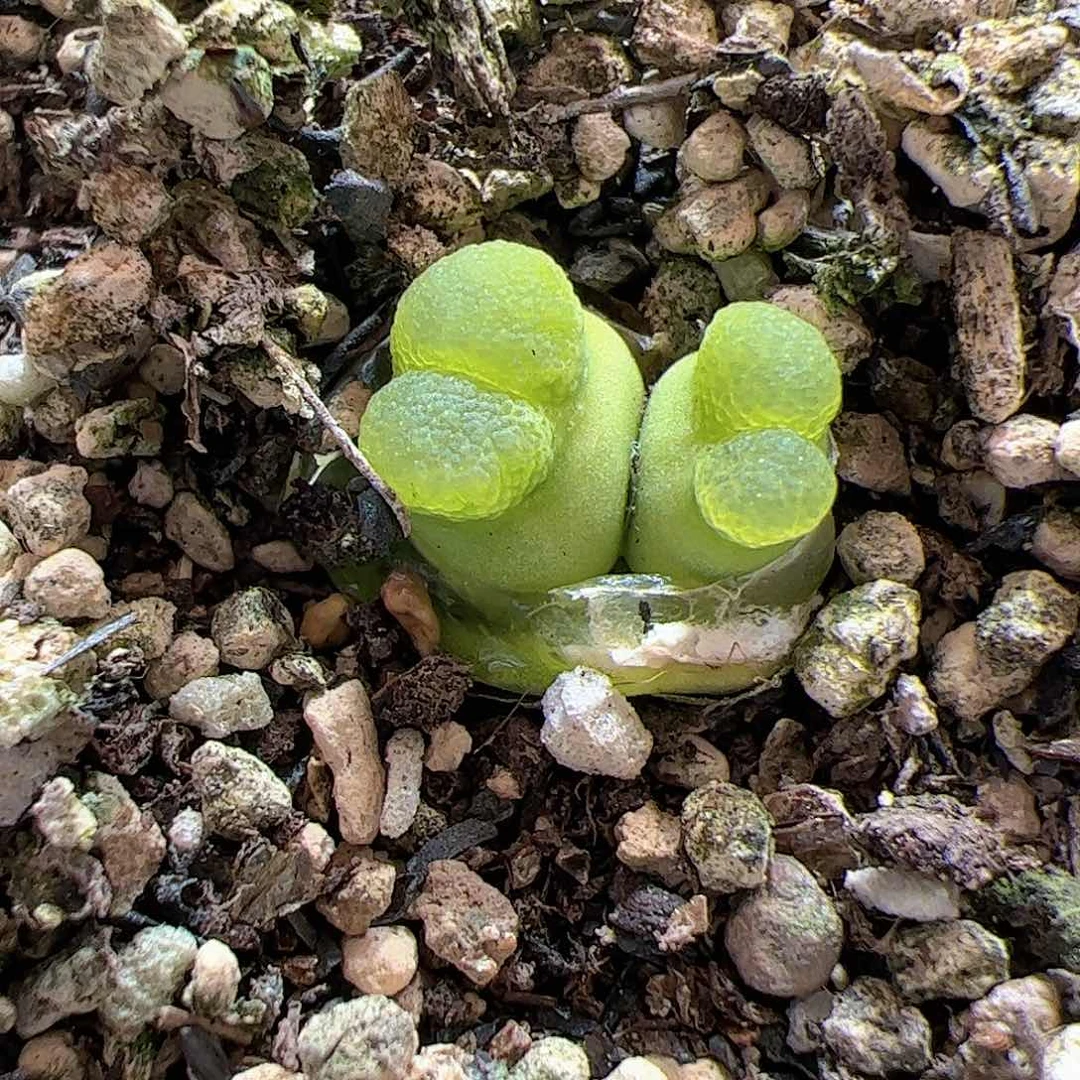 【闪购商品】142 大葫芦杂拉登