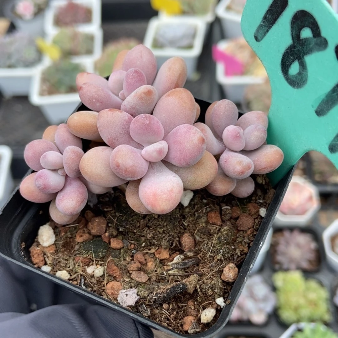 1877桃蛋多肉植物多肉