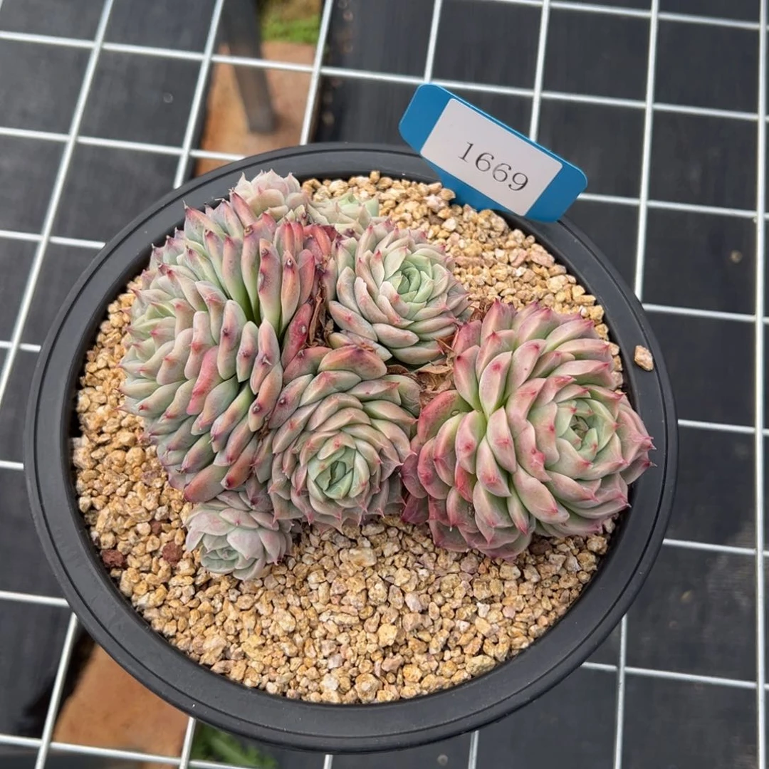 A**牛1669多肉多多多多多